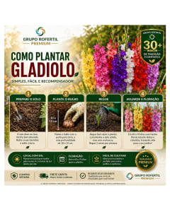 Kit 10 Bulbos de Gladiolo Cores Sortidas Flores Ornamentais Para Jardim